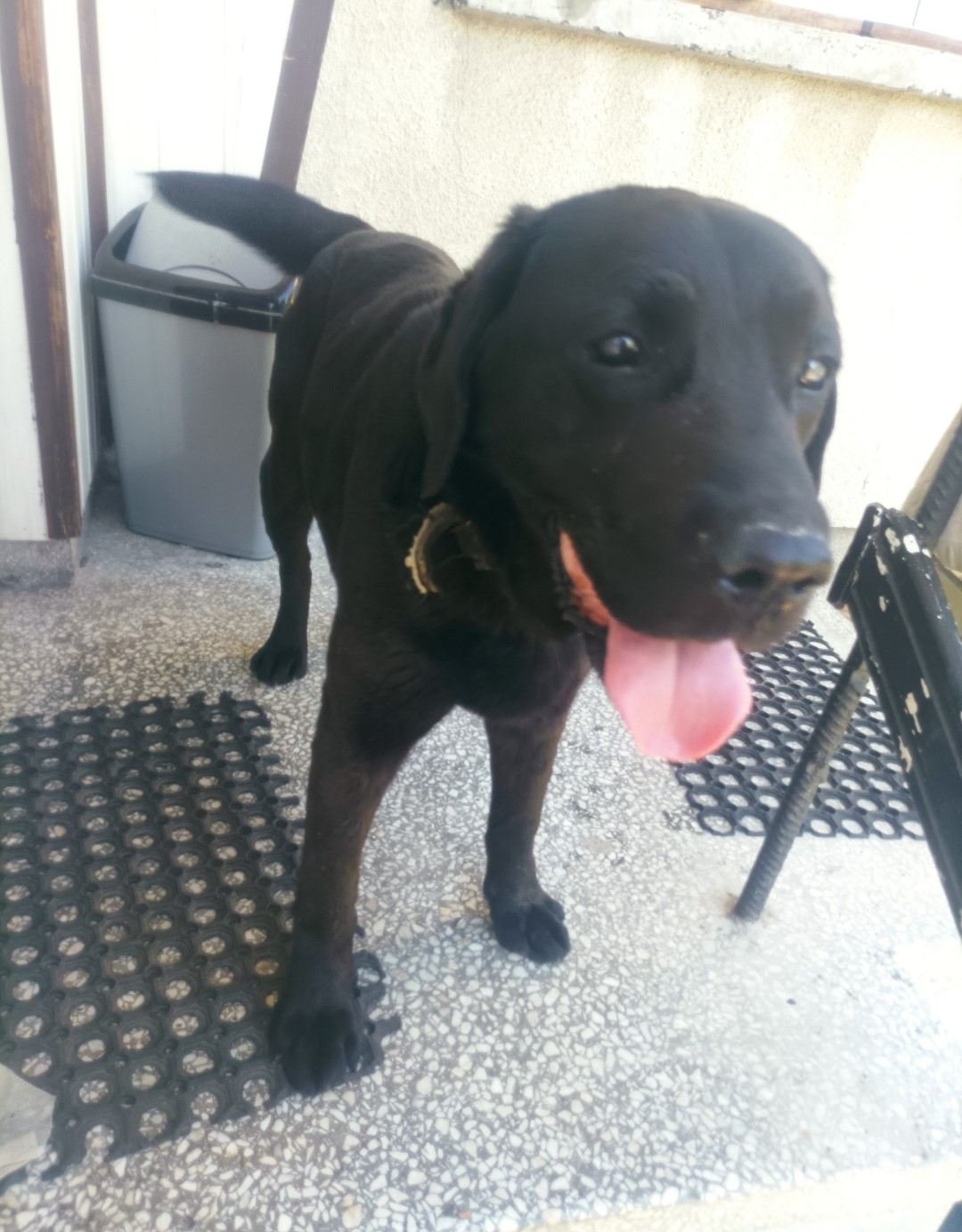 pies do adopcji